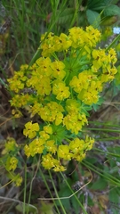 Esula