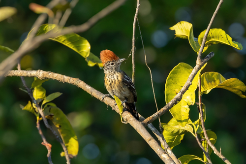 Sakesphorus canadensis fumosus
