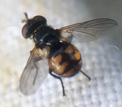 Gymnosoma nitens