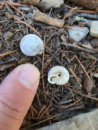 Huachuca Woodland Snail