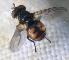 Gymnosoma nitens