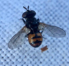 Gymnosoma nitens