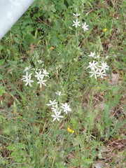 Ornithogalum narbonense