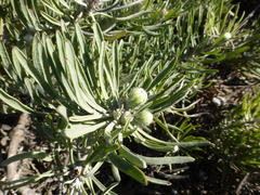 Leucospermum tomentosum
