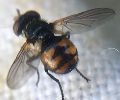 Gymnosoma nitens