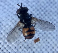 Gymnosoma nitens
