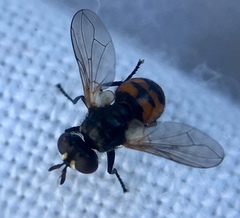 Gymnosoma nitens