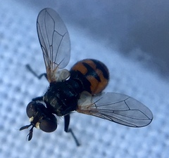 Gymnosoma nitens