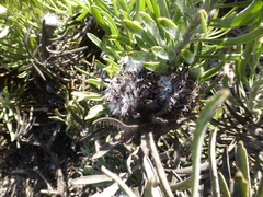 Leucospermum tomentosum