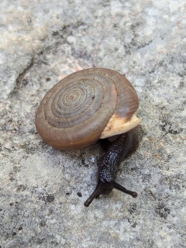 Huachuca Woodland Snail
