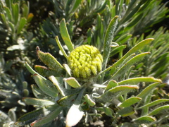 Leucospermum tomentosum