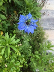Nigella