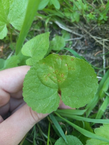 Pioneer Violet foliage