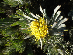 Leucospermum tomentosum