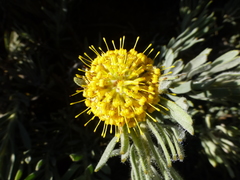 Leucospermum tomentosum