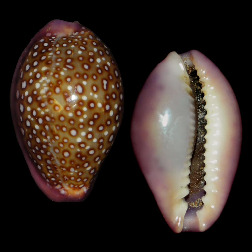 Naria albuginosa