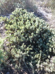 Leucospermum tomentosum