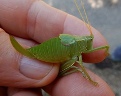 Pterophyllini