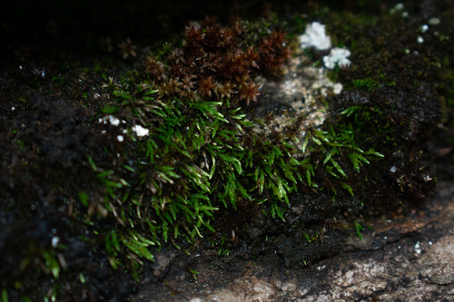 Anomobryum concinnatum observed 2024-07-10