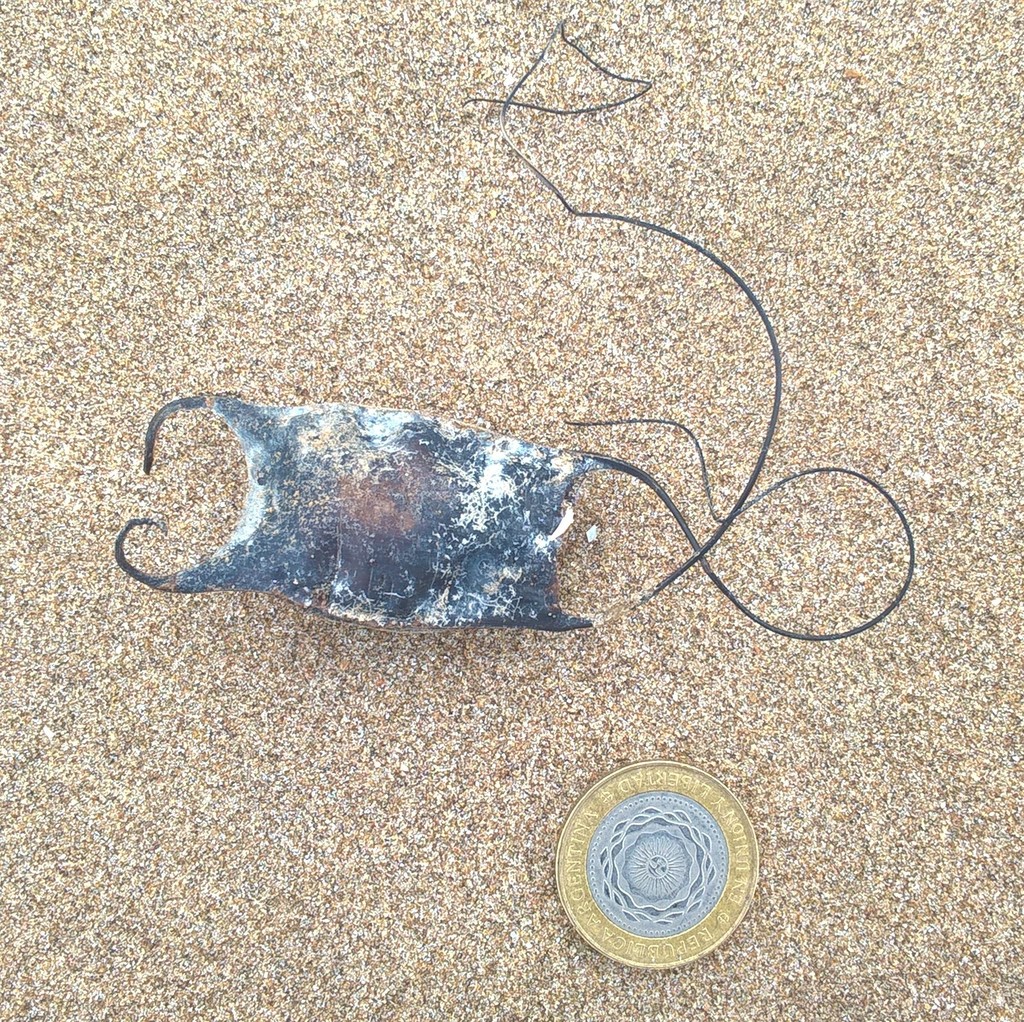 Smallnose Fanskate