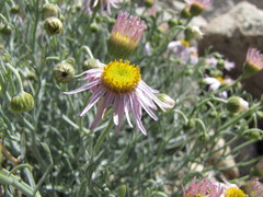 Erigeron parishii