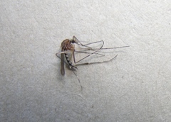 Aedes canadensis