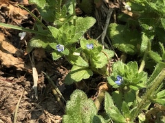 Veronica arvensis