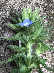Veronica arvensis