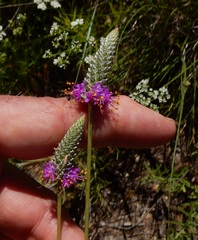 Dalea tenuis