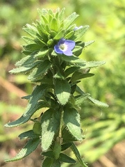 Veronica arvensis