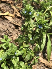 Veronica arvensis