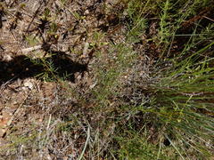 Dalea tenuis