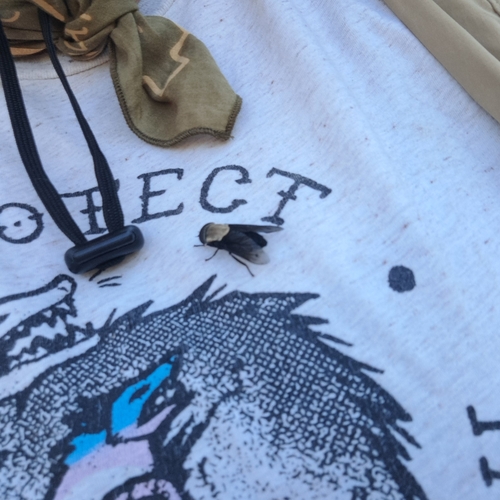 Western Black Horse Fly photo 6