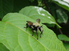 Laphria posticata
