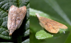 Dichomeris derasella