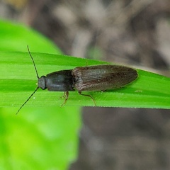 Hemicrepidius hemipodus