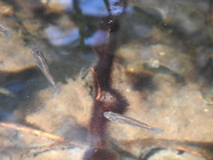 Pseudoxiphophorus bimaculatus