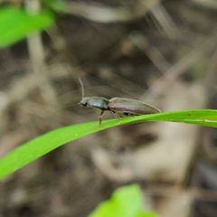Hemicrepidius hemipodus