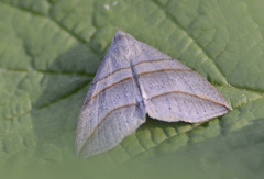 Colobochyla salicalis