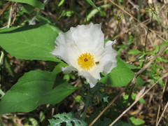 Argemone albiflora
