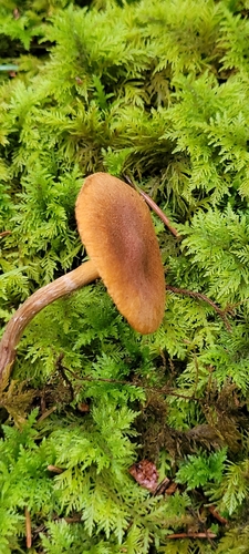 Gymnopilus sapineus