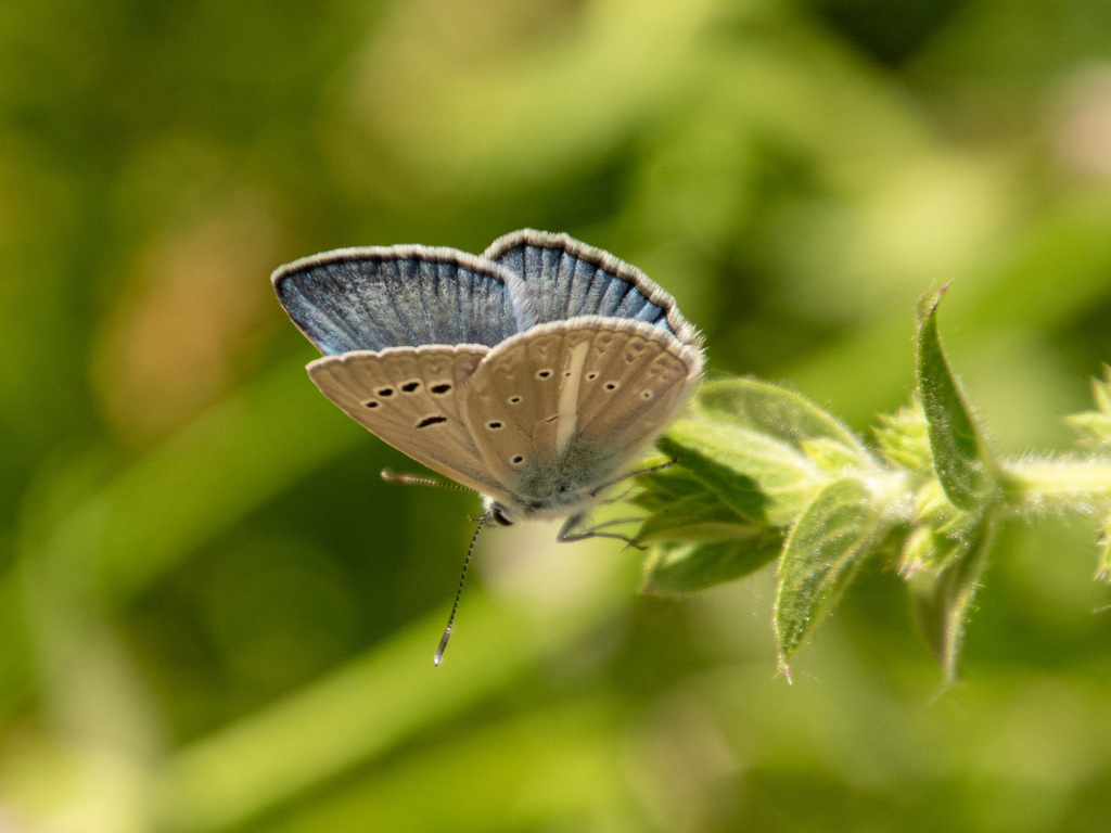 Polyommatus zapvadi