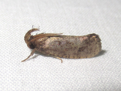 Acrolophus mortipennella