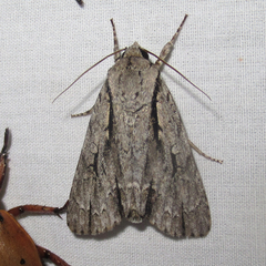 Acronicta texana