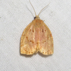 Archips rileyana