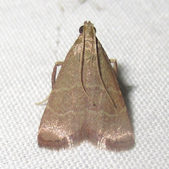 Arta epicoenalis