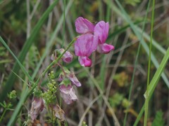 Lathyrus sylvestris