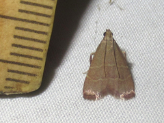 Arta epicoenalis