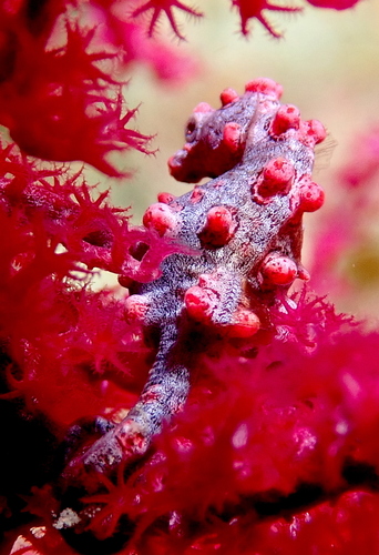 Hippocampus bargibanti