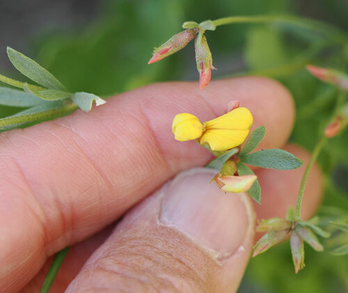 Utah Bird's-foot Trefoil (Acmispon utahensis)
